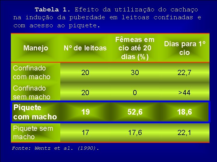 Tabela 1. Efeito da utilização do cachaço na indução da puberdade em leitoas confinadas