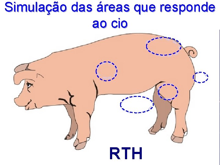 Simulação das áreas que responde ao cio RTH 