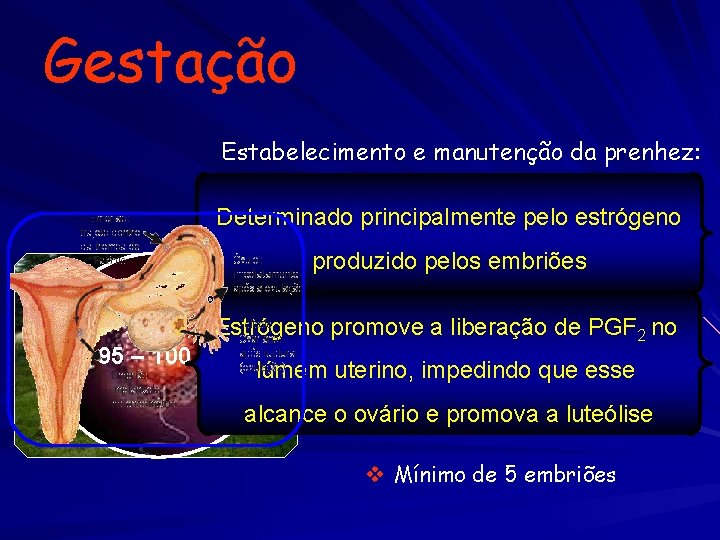 Gestação Estabelecimento e manutenção da prenhez: Determinado. Duração: principalmente estrógeno 115 diaspelo (112 -118)