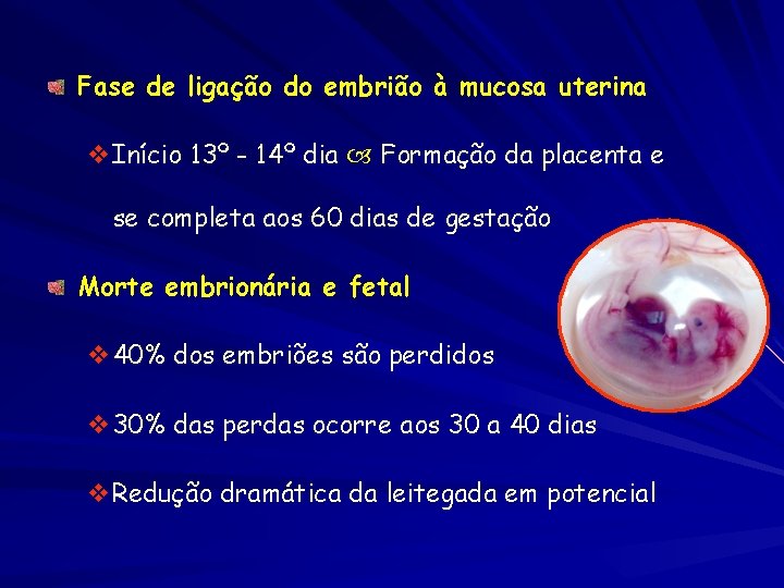 Fase de ligação do embrião à mucosa uterina v. Início 13º - 14º dia