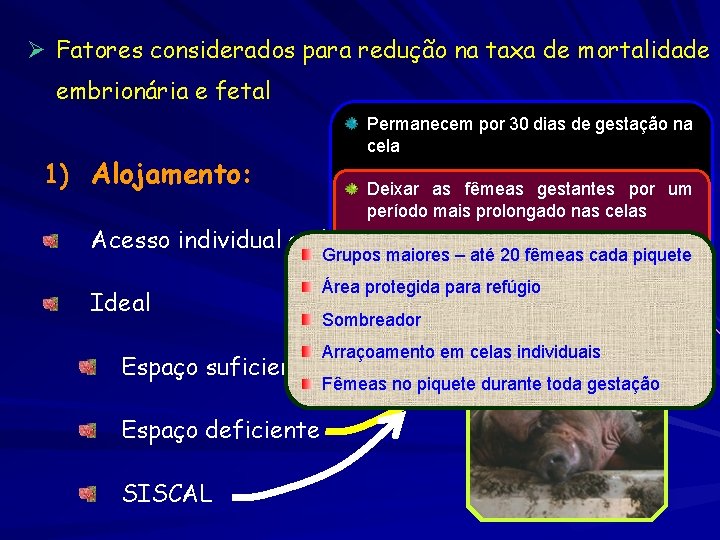 Ø Fatores considerados para redução na taxa de mortalidade embrionária e fetal 1) Alojamento: