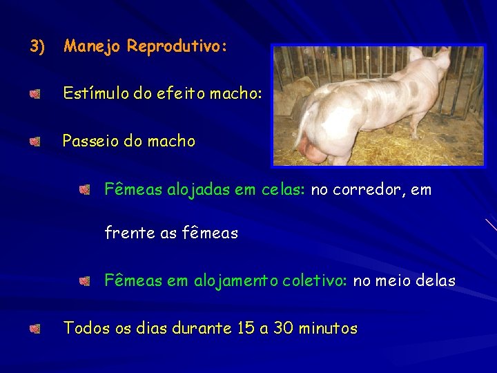 3) Manejo Reprodutivo: Estímulo do efeito macho: Passeio do macho Fêmeas alojadas em celas: