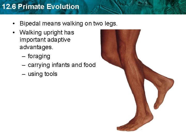 12. 6 Primate Evolution • Bipedal means walking on two legs. • Walking upright