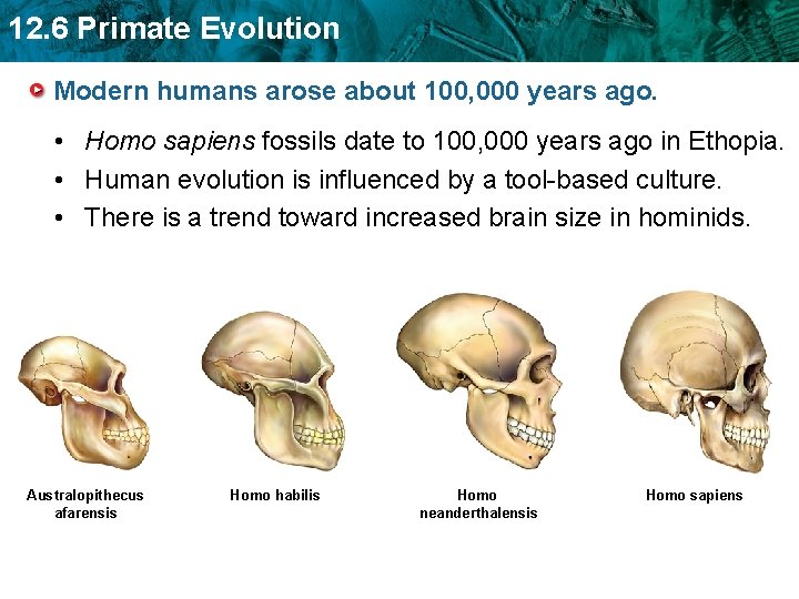 12. 6 Primate Evolution Modern humans arose about 100, 000 years ago. • Homo