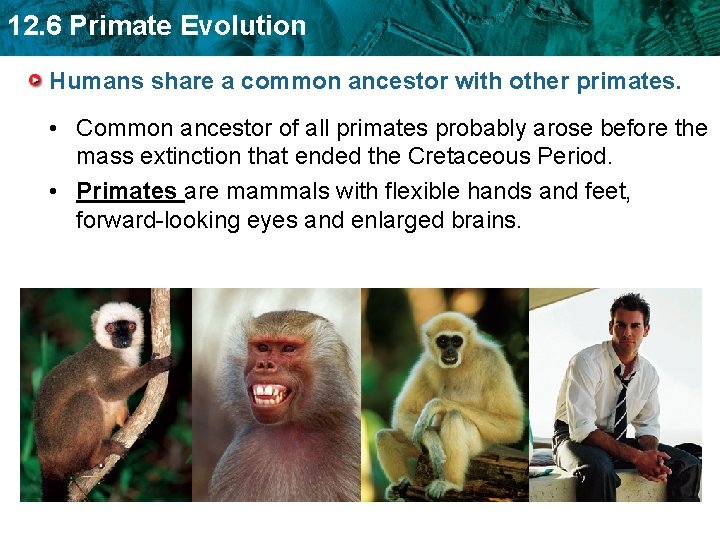 12. 6 Primate Evolution Humans share a common ancestor with other primates. • Common