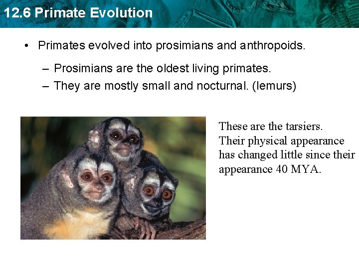 12. 6 Primate Evolution • Primates evolved into prosimians and anthropoids. – Prosimians are