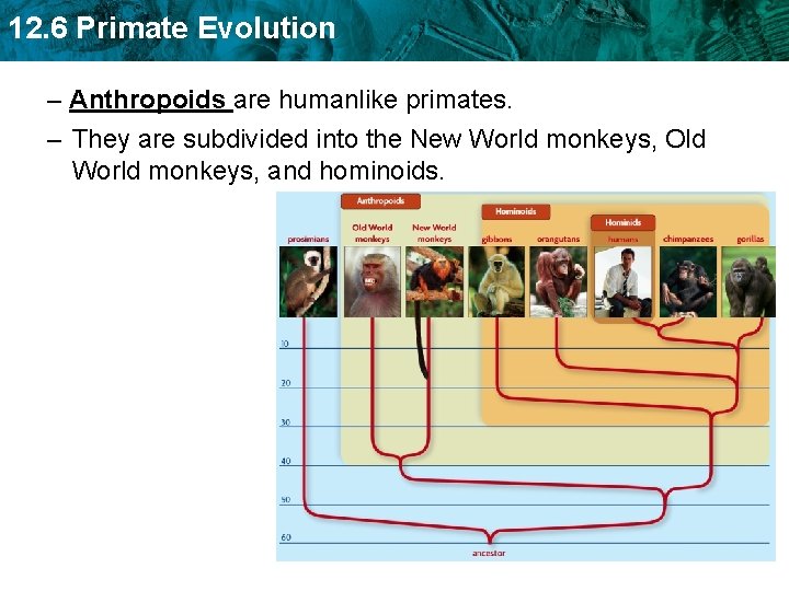 12. 6 Primate Evolution – Anthropoids are humanlike primates. – They are subdivided into
