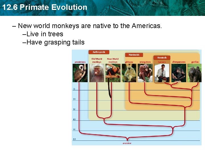 12. 6 Primate Evolution – New world monkeys are native to the Americas. –Live