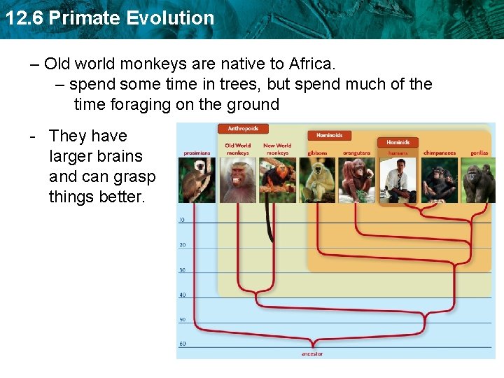 12. 6 Primate Evolution – Old world monkeys are native to Africa. – spend