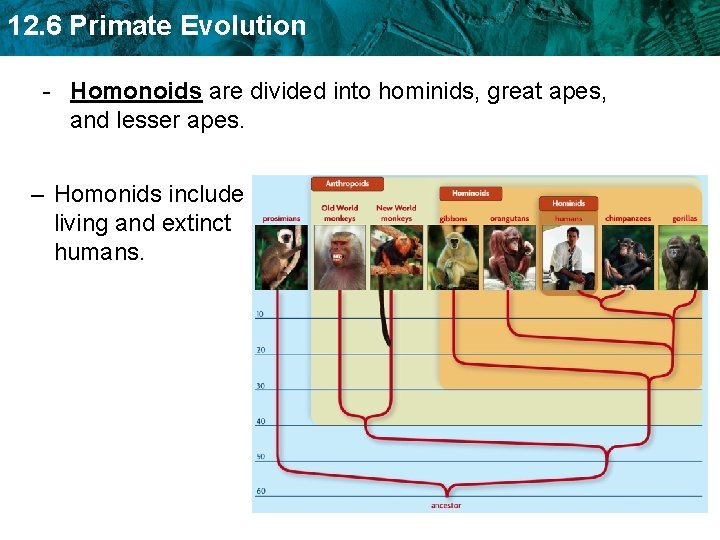 12. 6 Primate Evolution - Homonoids are divided into hominids, great apes, and lesser