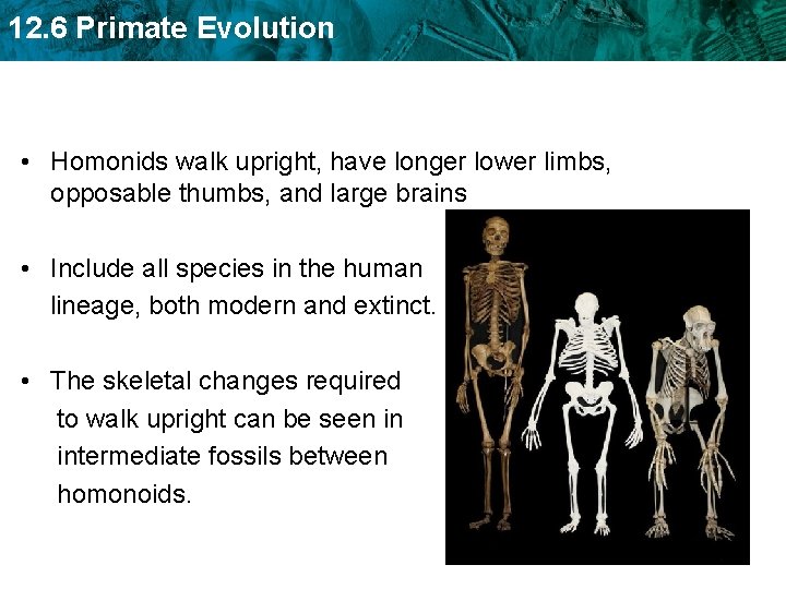 12. 6 Primate Evolution • Homonids walk upright, have longer lower limbs, opposable thumbs,