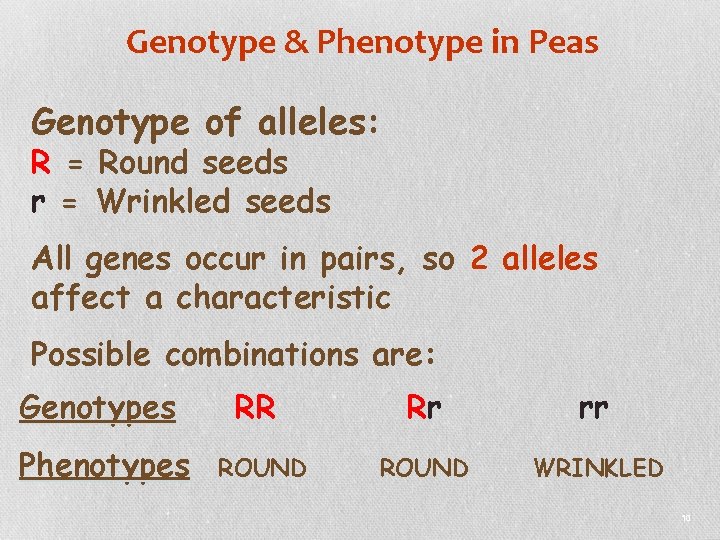 Genotype & Phenotype in Peas Genotype of alleles: R = Round seeds r =