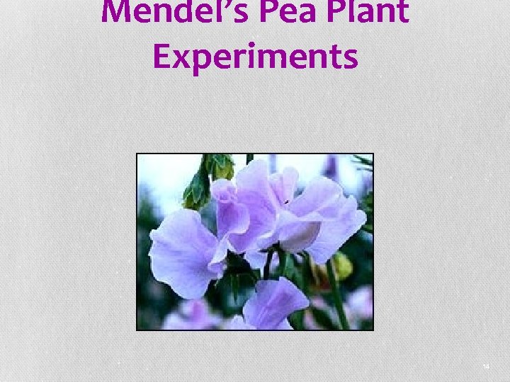 Mendel’s Pea Plant Experiments 14 