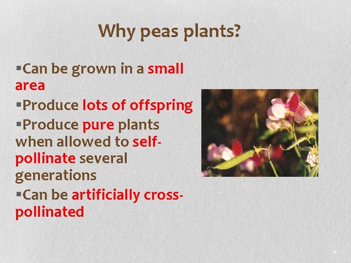 Why peas plants? §Can be grown in a small area §Produce lots of offspring