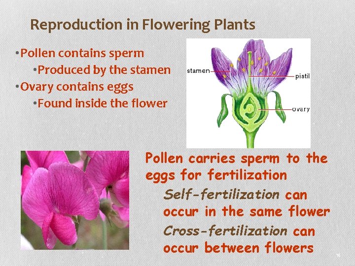 Reproduction in Flowering Plants • Pollen contains sperm • Produced by the stamen •