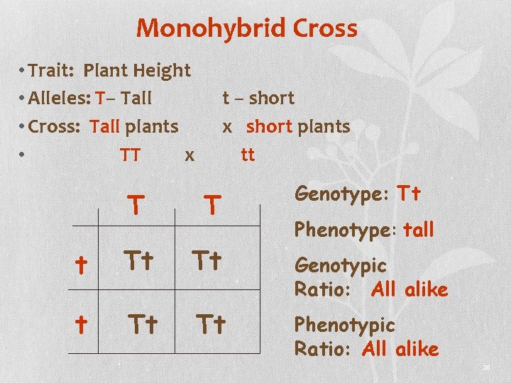 Monohybrid Cross • Trait: Plant Height • Alleles: T– Tall • Cross: Tall plants