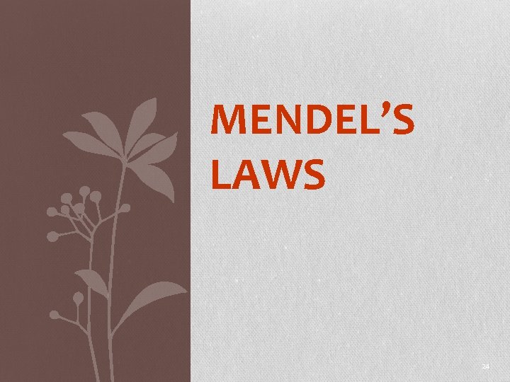 MENDEL’S LAWS 24 