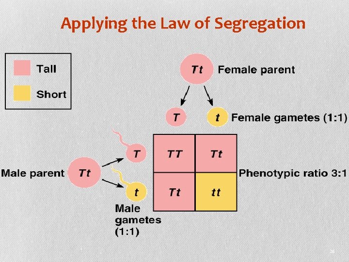 Applying the Law of Segregation 26 