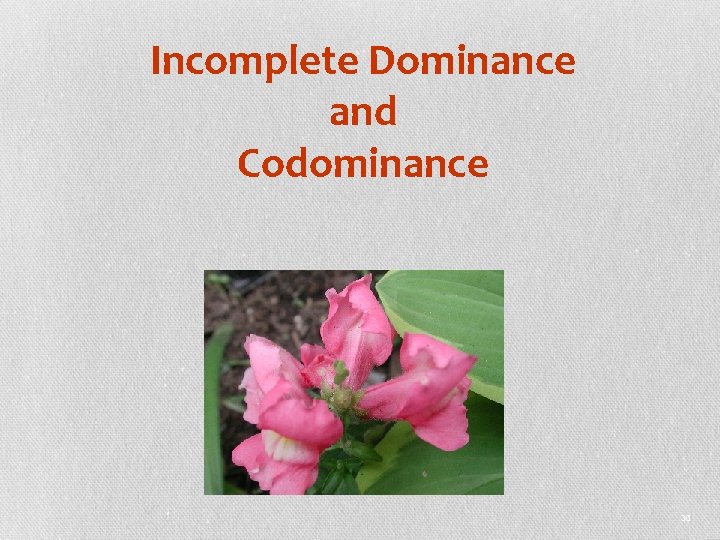 Incomplete Dominance and Codominance 30 