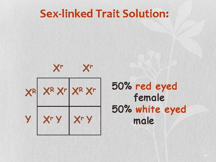 Sex-linked Trait Solution: Xr XR XR Xr Y Xr XR Xr Xr Y 50%