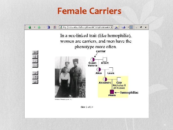 Female Carriers 42 