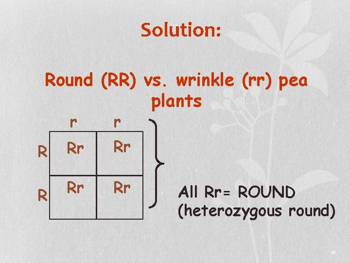 Solution: Round (RR) vs. wrinkle (rr) pea plants R R r r Rr Rr