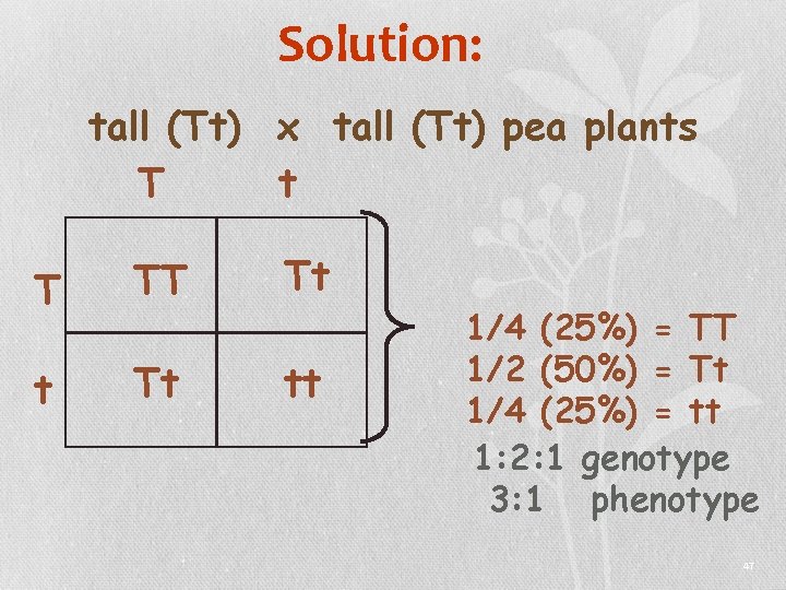 Solution: tall (Tt) x tall (Tt) pea plants T t T TT Tt tt