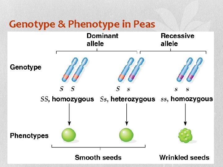 Genotype & Phenotype in Peas 9 