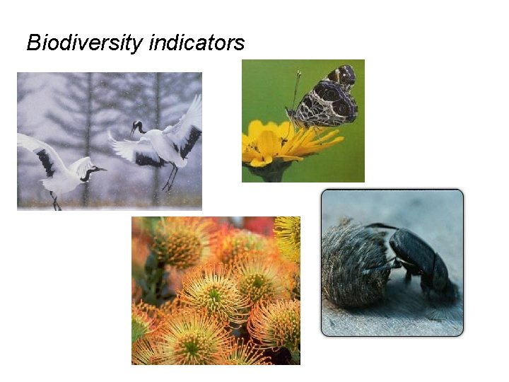 Biodiversity indicators 