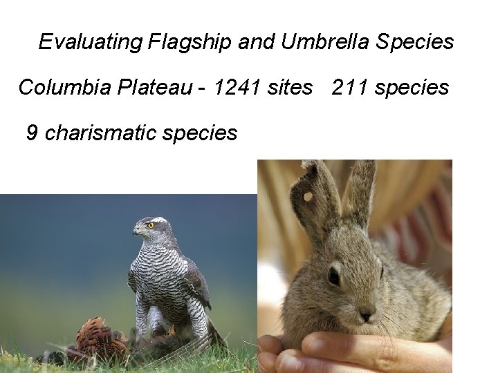 Evaluating Flagship and Umbrella Species Columbia Plateau - 1241 sites 211 species 9 charismatic