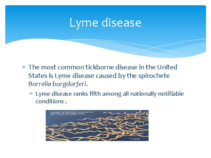 Lyme disease The most common tickborne disease in the United States is Lyme disease