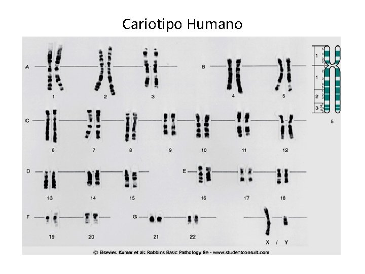 Cariotipo Humano Cariotipo Humano