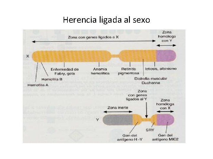 Herencia ligada al sexo Herencia ligada al sexo