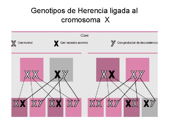 Genotipos de Herencia ligada al cromosoma X Genotipos de Herencia ligada al cromosoma X