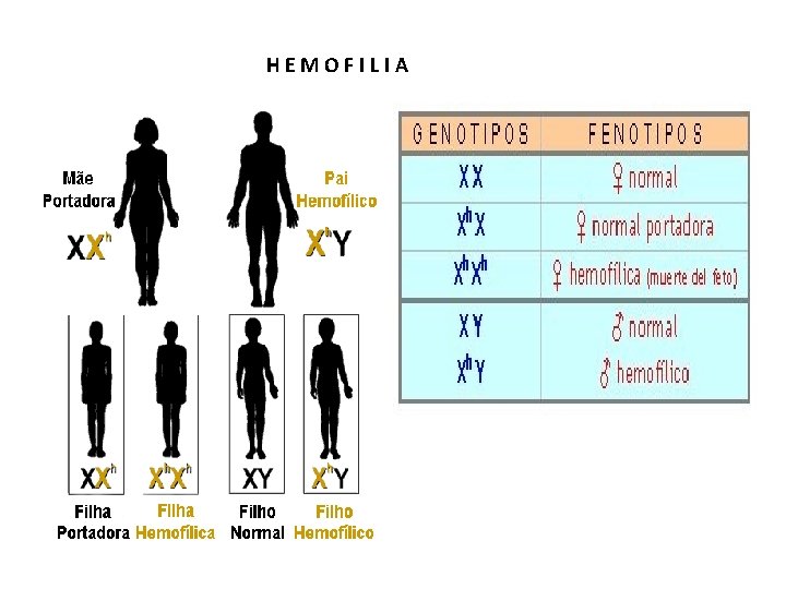 HEMOFILIA HEMOFILIA