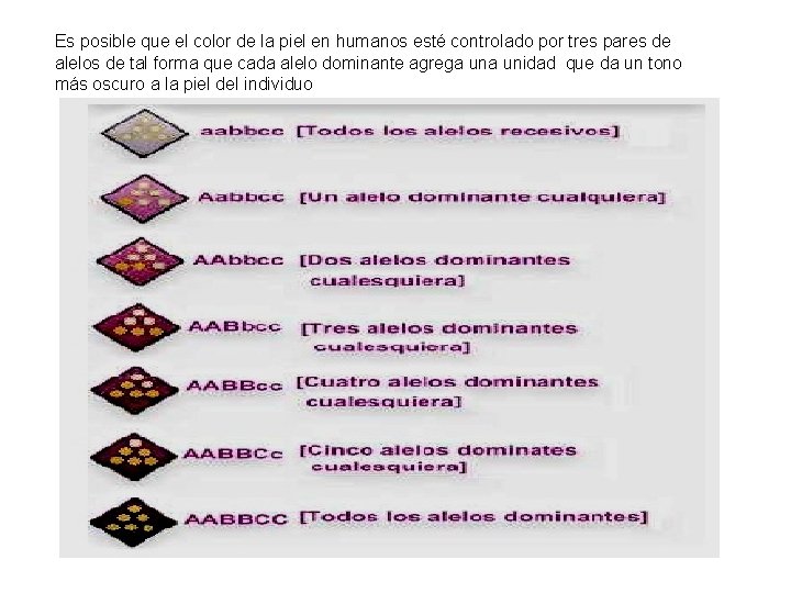 Es posible que el color de la piel en humanos esté controlado por tres Es posible que el color de la piel en humanos esté controlado por tres