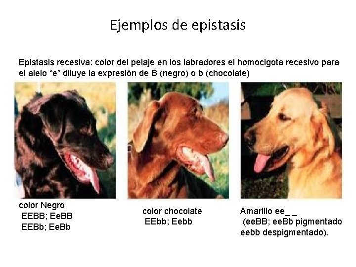 Ejemplos de epistasis Epistasis recesiva: color del pelaje en los labradores el homocigota recesivo Ejemplos de epistasis Epistasis recesiva: color del pelaje en los labradores el homocigota recesivo