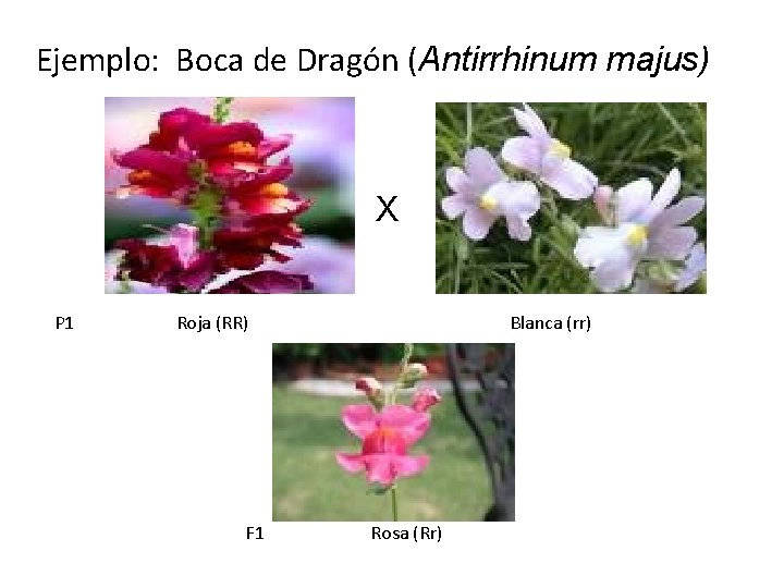 Ejemplo: Boca de Dragón (Antirrhinum majus) X P 1 Roja (RR) F 1 Blanca Ejemplo: Boca de Dragón (Antirrhinum majus) X P 1 Roja (RR) F 1 Blanca