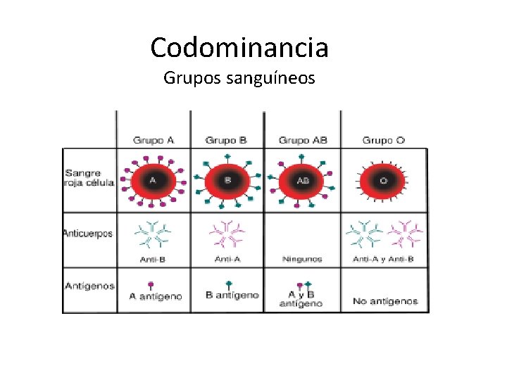 Codominancia Grupos sanguíneos Codominancia Grupos sanguíneos