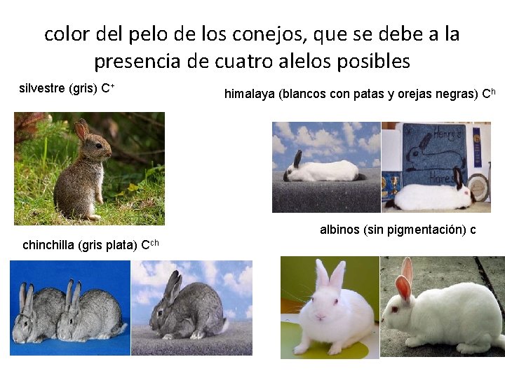 color del pelo de los conejos, que se debe a la presencia de cuatro color del pelo de los conejos, que se debe a la presencia de cuatro