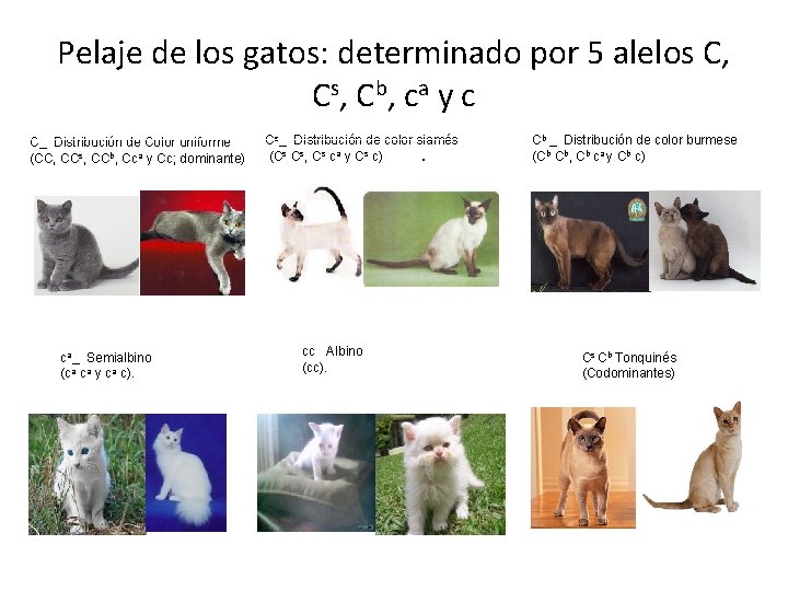 Pelaje de los gatos: determinado por 5 alelos C, C s, C b , Pelaje de los gatos: determinado por 5 alelos C, C s, C b ,