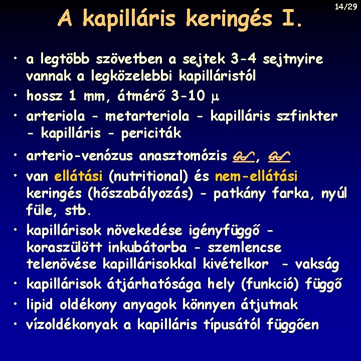 A kapilláris keringés I. 14/29 • a legtöbb szövetben a sejtek 3 -4 sejtnyire