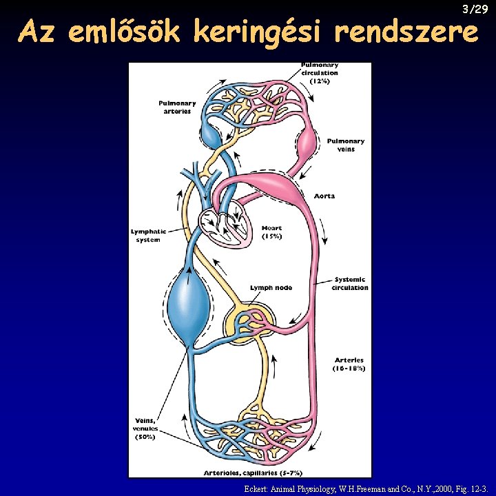 3/29 Az emlősök keringési rendszere Eckert: Animal Physiology, W. H. Freeman and Co. ,