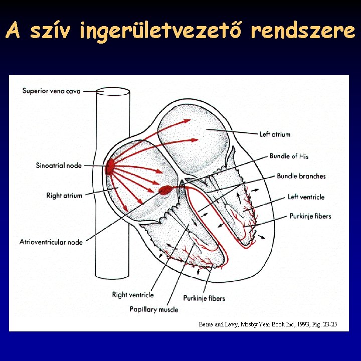 A szív ingerületvezető rendszere Berne and Levy, Mosby Year Book Inc, 1993, Fig. 23
