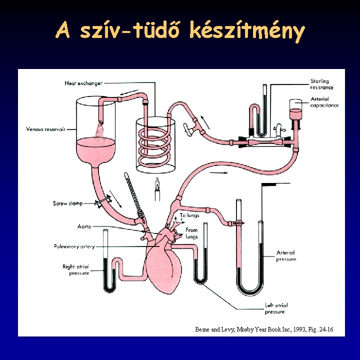 A szív-tüdő készítmény Berne and Levy, Mosby Year Book Inc, 1993, Fig. 24 -16