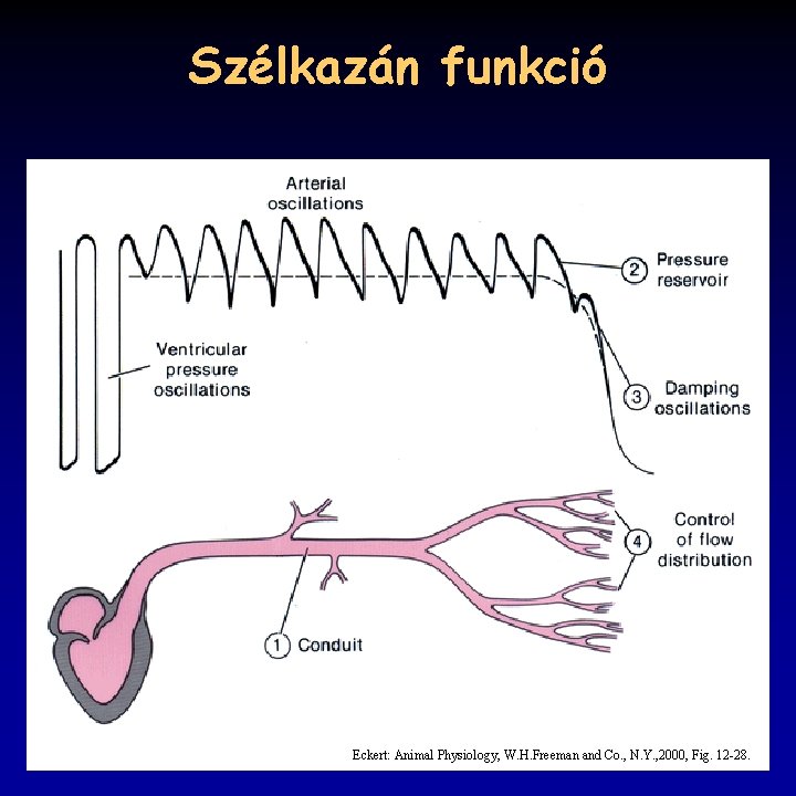 Szélkazán funkció Eckert: Animal Physiology, W. H. Freeman and Co. , N. Y. ,