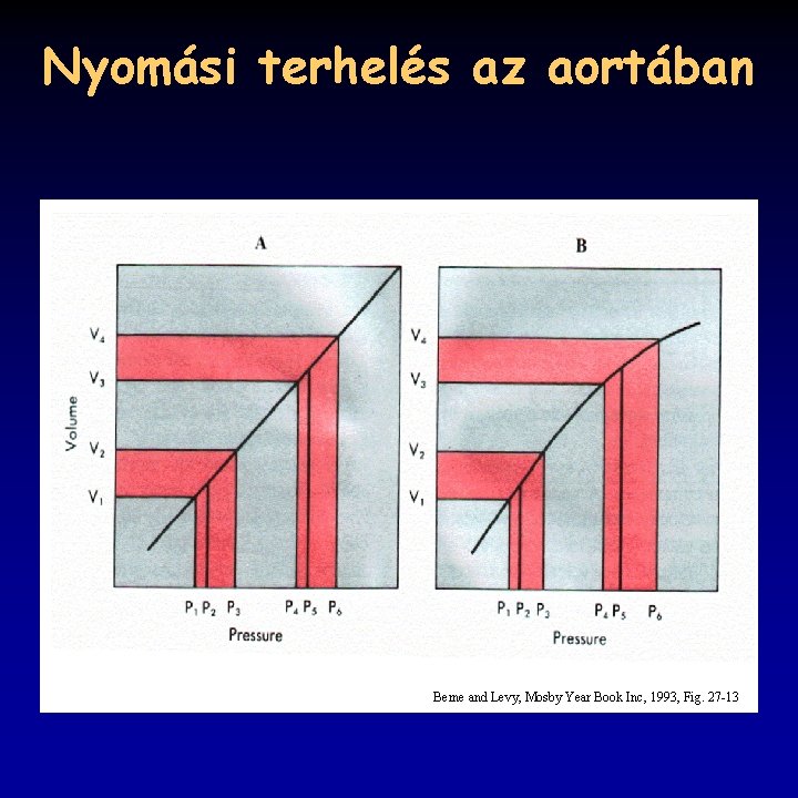 Nyomási terhelés az aortában Berne and Levy, Mosby Year Book Inc, 1993, Fig. 27