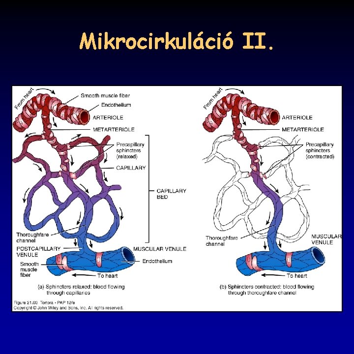 Mikrocirkuláció II. 