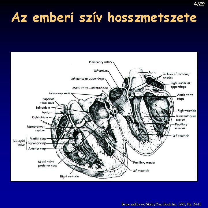 4/29 Az emberi szív hosszmetszete Berne and Levy, Mosby Year Book Inc, 1993, Fig.