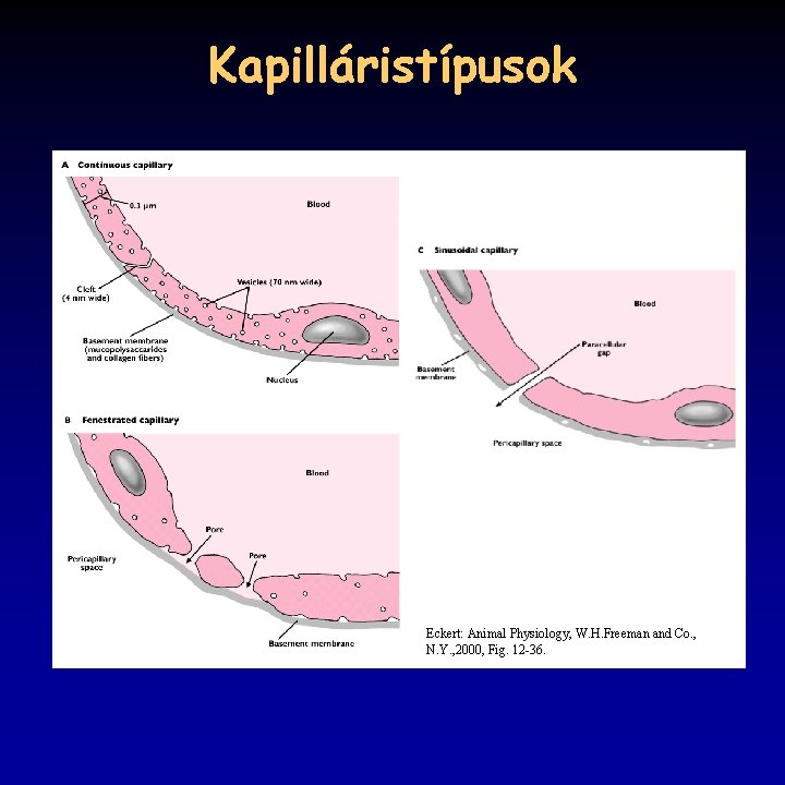 Kapilláristípusok Eckert: Animal Physiology, W. H. Freeman and Co. , N. Y. , 2000,